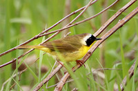 Common Yellowthroat 4 - May 27, 2019