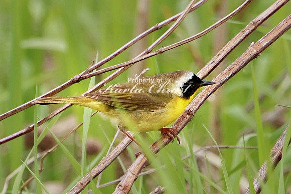 Common Yellowthroat 4 - May 27, 2019