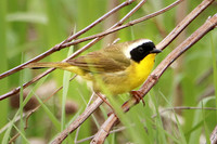 Common Yellowthroat 5 - May 27, 2019