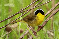 Common Yellowthroat 1 (Digital Art) - May 27, 2019