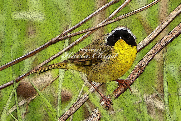 Common Yellowthroat 1 (Digital Art) - May 27, 2019