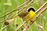 Common Yellowthroat 6 - May 27, 2019