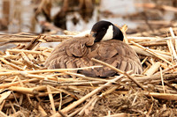 Canadian Goose 12 - May 27, 2019