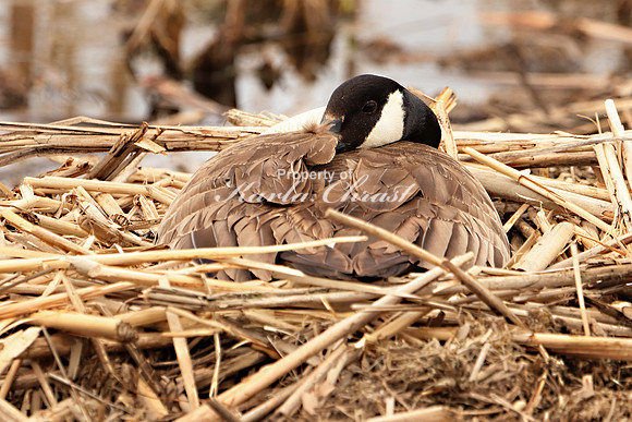 Canadian Goose 12 - May 27, 2019
