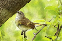 American Redstart 1, Female (Digital Art) - May 27, 2019