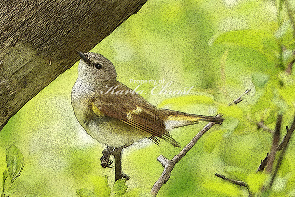 American Redstart 1, Female (Digital Art) - May 27, 2019