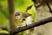 American Redstart 2, Female (Digital Art) - May 27, 2019