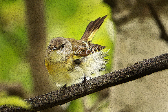 American Redstart 2, Female (Digital Art) - May 27, 2019