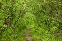 North Country National Scenic Trail 1 - May 27, 2019
