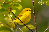 Yellow Warbler 10 - May 27, 2019