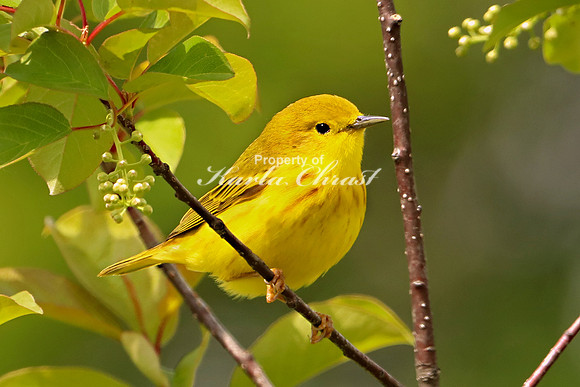 Yellow Warbler 10 - May 27, 2019
