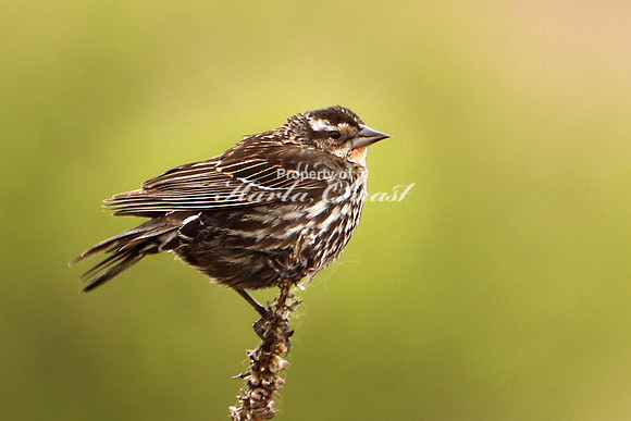 Red-Winged Blackbird 3, Female - May 27, 2019 North Country National Scenic Trail