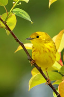 Yellow Warbler 11 - May 27, 2019