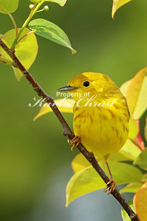 Yellow Warbler 11 - May 27, 2019