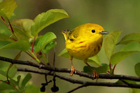 Yellow Warbler 13 - May 27, 2019