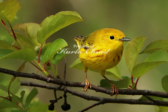 Yellow Warbler 13 - May 27, 2019