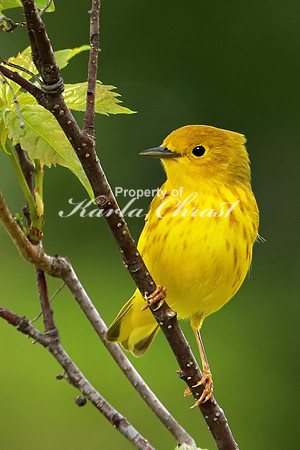 Yellow Warbler 12 - May 27, 2019
