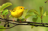 Yellow Warbler 14 - May 27, 2019