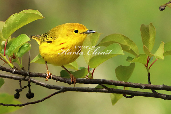 Yellow Warbler 14 - May 27, 2019
