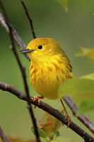 Yellow Warbler 15 - May 27, 2019