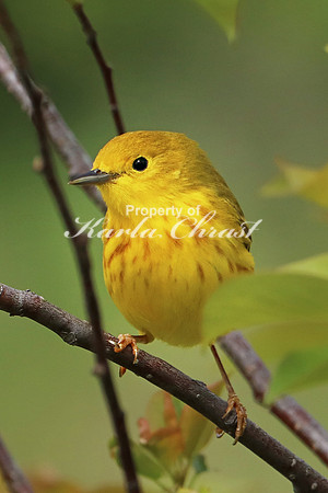 Yellow Warbler 15 - May 27, 2019