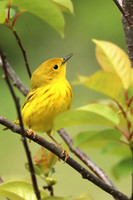 Yellow Warbler 17 - May 27, 2019