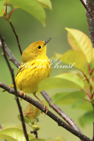 Yellow Warbler 17 - May 27, 2019
