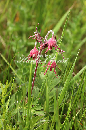 Prairie Smoke 4 - May 27, 2019
