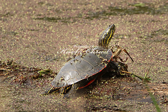 Painted Turtle 6 -- May 27, 2019