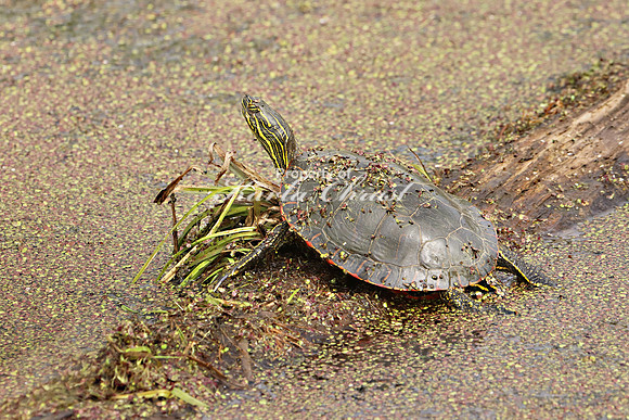 Painted Turtle 7 - May 27, 2019