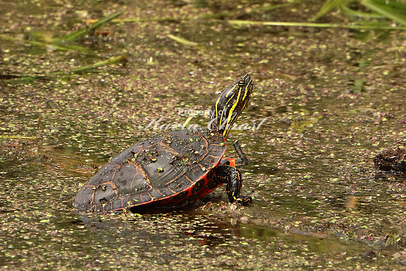Painted Turtle 8 - May 27, 2019