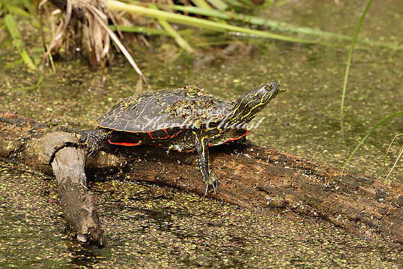 Painted Turtle 9 - May 27, 2019