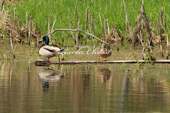 Mallard 5 - May 27, 2019