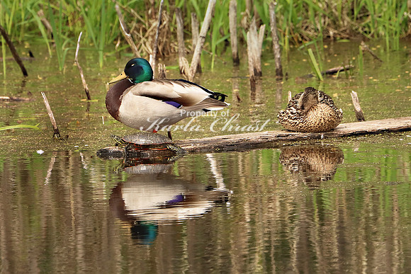 Mallard 6 - May 27, 2019