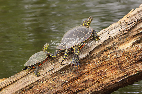 Painted Turtle 10 - May 27, 2019