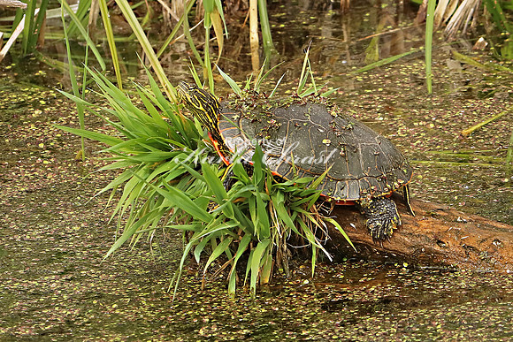 Painted Turtle 11- May 27, 2019