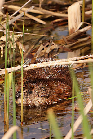 Muskrat 11 - May 27, 2019