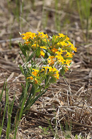 Hoary Puccoon 7 - May 27, 2019