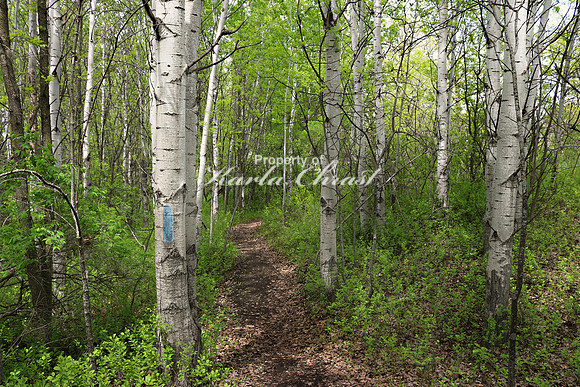 North Country National Scenic Trail 2 - May 28, 2019