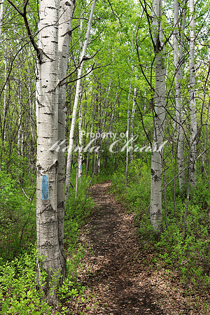 North Country National Scenic Trail 3 - May 28, 2019
