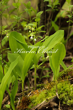 Lily of the Valley 1 - May 28, 2019
