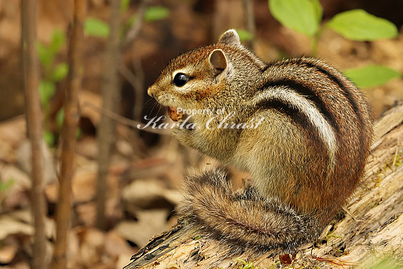 Chipmunk 41 - May 28, 2019