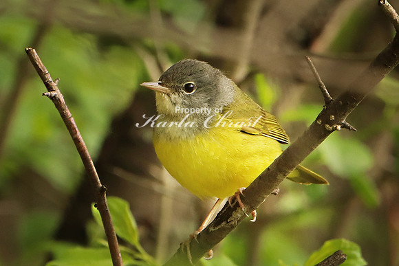 Nashville Warbler 1 - May 28, 2019
