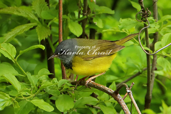 Mourning Warbler 1 - May 28, 2019
