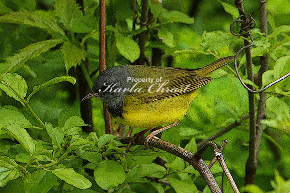 Mourning Warbler 1 (Digital Art) - May 28, 2019