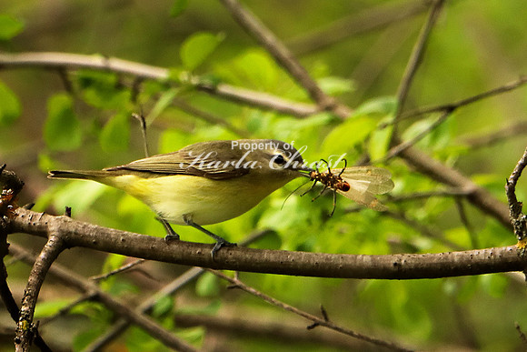 Red-eyed Vireo 2 (Digital Art) - May 28, 2019