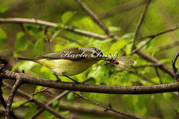 Red-eyed Vireo 4 - May 28, 2019