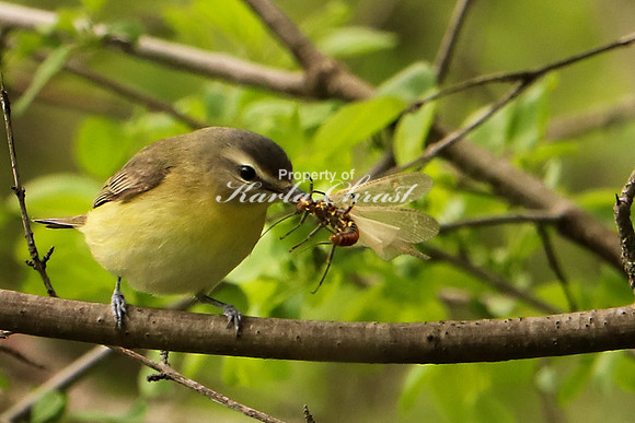 Red-eyed Vireo 3 (Digital Art) - May 28, 2019