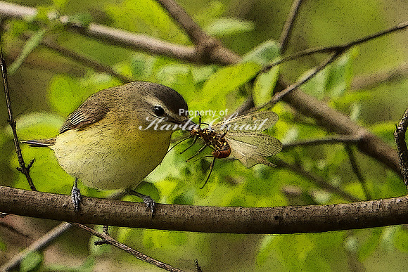 Red-eyed Vireo 5 - May 28, 2019