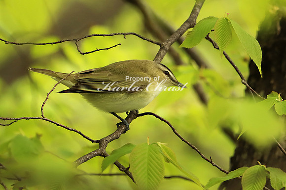 Red-eyed Vireo 6 - May 28, 2019